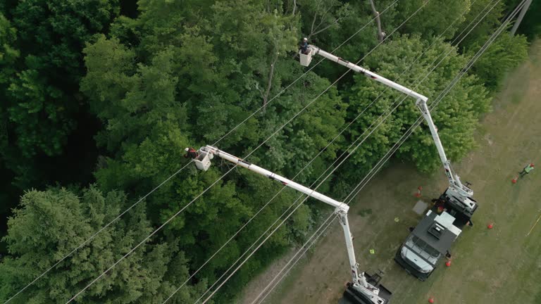 How Our Tree Care Process Works  in Clearfield, PA